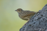 Bushlark, Indochinese @ Tmatboey