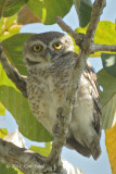 Owlet, Spotted @ Tmatboey