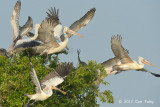 Pelican, Spot billed @ Prek Toal