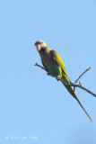 Parakeet, Red-breasted (male) @ Tmatboey