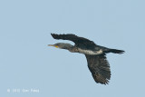 Cormorant, Indian (juvenile) @ Tonle Sap