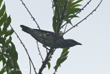 Starling, Asian Glossy