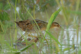 Crake, Baillons @ Seletar