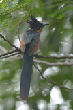 Cuckoo, Chestnut-winged @ Bidadari