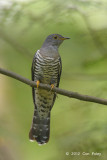 Cuckoo, Himalayan (adult female) @ Bidadari