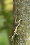 Squirrel, Variable @ Bidadari