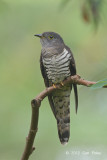 Cuckoo, Indian (male) @ Bidadari
