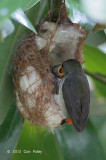Flowerpecker, Scarlet-backed (female) @ Pasir Ris