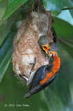 Flowerpecker, Scarlet-backed (male) @ Pasir Ris