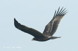 Eagle, Greater Spotted (juvenile) @ Batang Tiga