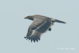 Eagle, Steppe (juv) @ Batang Tiga