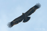 Eagle, Steppe (juv) @ Batang Tiga