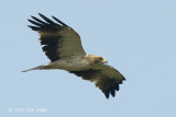 Eagle, Booted (pale morph) @ Seletar