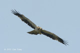 Eagle, Booted (pale morph) @ Seletar