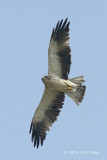Eagle, Booted (pale morph) @ Seletar