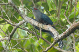 Malkoha, Black-bellied