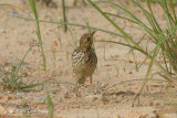 Pipit, Red-throated @ Seletar