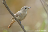 Redstart, Duarian (female) @ Gardens by the Bay