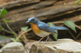 Flycatcher, Tickells Blue (male) @ Kaeng Krachan