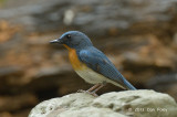 Flycatcher, Tickells Blue (male) @ Kaeng Krachan