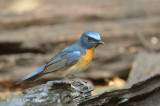 Flycatcher, Chinese Blue (male) @ Kaeng Krachan