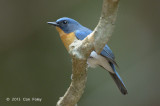 Flycatcher, Tickell's Blue (male) @ Kaeng Krachan