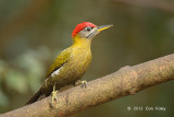 Woodpecker, Streak-breasted (male) @ Kaeng Krachan