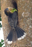 Hornbill, Tickells Brown (male) @ Kaeng Krachan