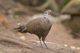 Pheasant, Grey Peacock (male) @ Mae Wong