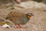 Partridge, Rufous-throated @ Mae Wong