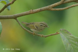 Warbler, Eastern Crowned @ Mae Wong