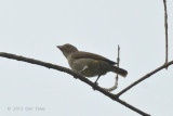 Flowerpecker, Thick-billed (juvenile)