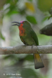 Bee-eater, Red-bearded (male sub adult)