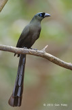 Treepie, Racket-tailed @ Kaeng Krachang