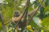 Gibbon, White-handed @ Kaeng Krachan