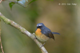 Flycatcher, Snowy-browed (male) @ Summit Trail