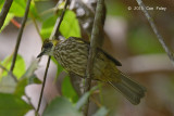 Bulbul, Spot-necked @ Tapan Road