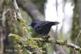 Thrush, Shiny Whistling @ Summit Trail