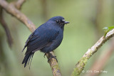 Robin, Sunda Blue @ Summit Trail