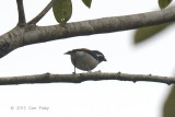 Babbler, White-browed Shrike @ Tapan Road