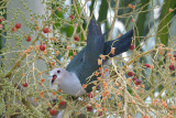 Pigeon, Green Imperial @ Loyang Lane