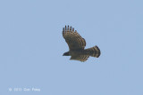 Eagle, Mountain Hawk @ Sattal