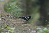 Forktail, Spotted @ Sattal