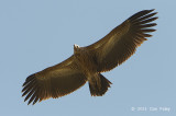 Vulture, Himalayan Griffon @ Nainital