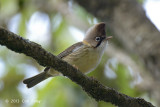 Yuhina, Whiskered @ Pangot