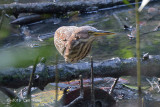 Bittern, Von Schrencks (female) @ Pasir Ris