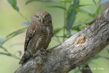 Owlet, Asian Barred @ Kaziranga