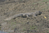 Crocodile, Mugger @ Corbett