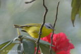 Warbler, Grey-hooded @ Pangot