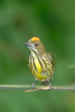Flowerpecker, Yellow-breasted